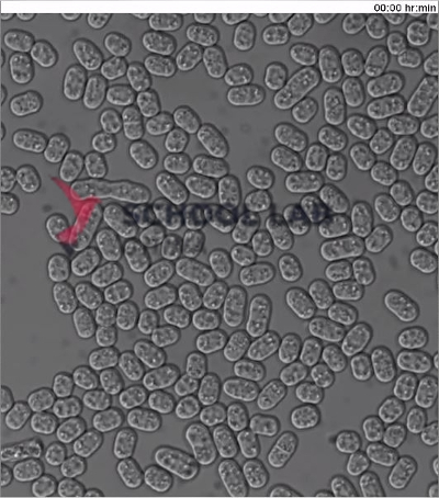 Prepared Microscope Slide Set - What’s In My Food? - Set of 25 Slides